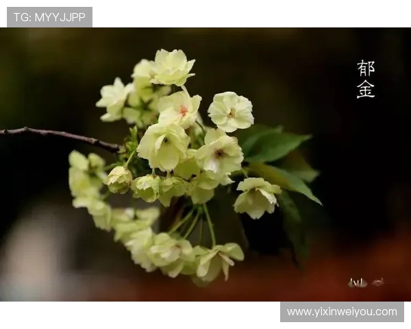 樱花与川崎的巅峰对决直播盛况尽在掌握中